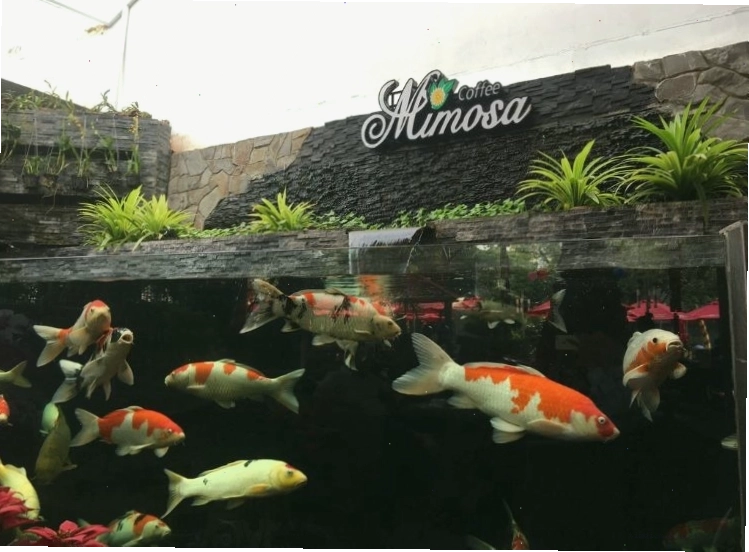Mimosa Koi Coffee mang đến không gian thư giãn và đàn cá Koi đẹp mắt