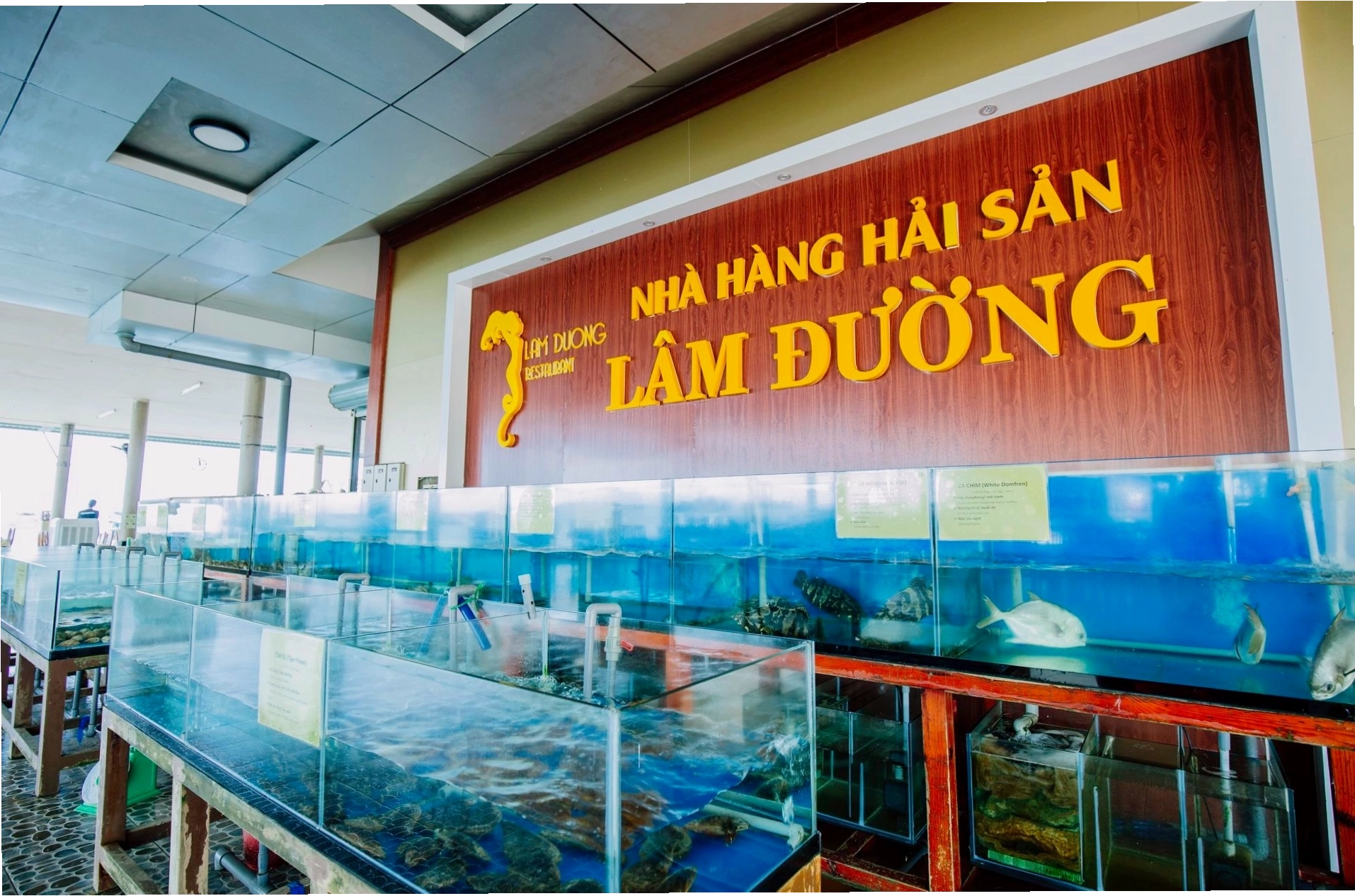Món tôm hùm tươi sống