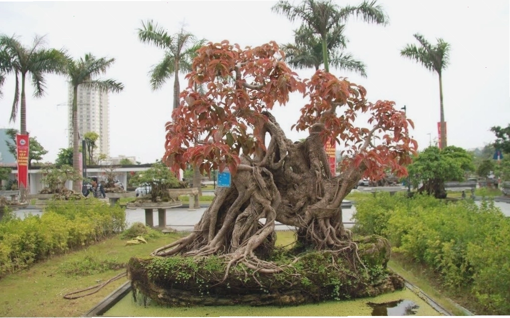 Một cây sộp có thân màu đỏ đặc trưng, tạo điểm nhấn thị giác