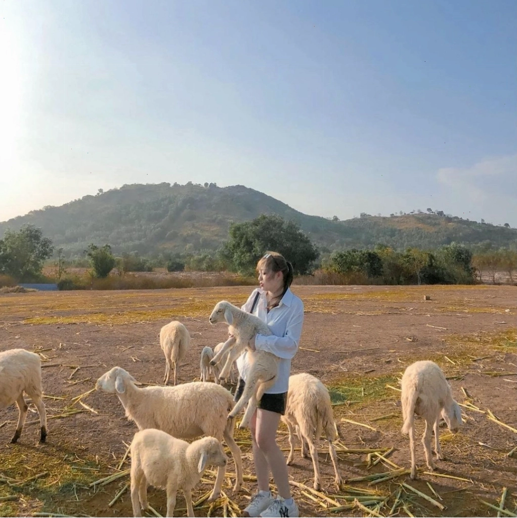 Một chú cừu đang cúi xuống ăn cỏ tại cánh đồng Suối Nghệ