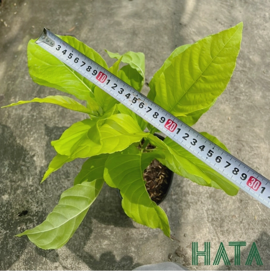 Một góc Công viên Cây Sộp với sự hiện diện của cây lá trắng