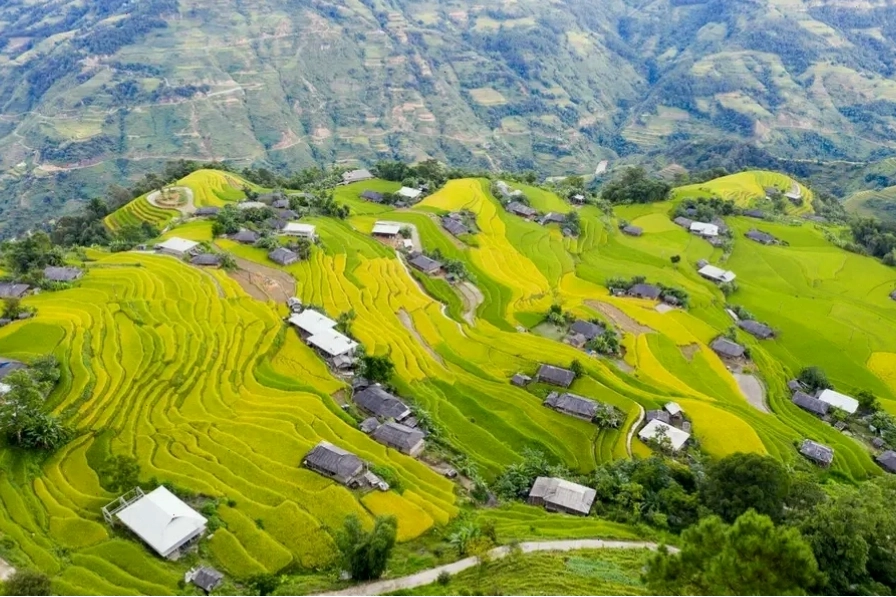 Mùa vàng Hoàng Su Phì