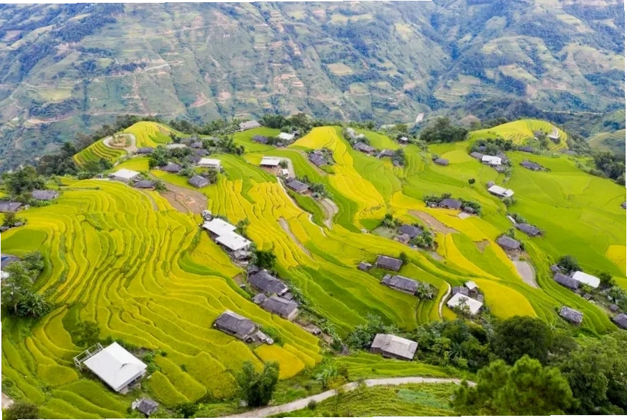 Mùa vàng Hoàng Su Phì, điểm nhấn thú vị khi khám phá các địa điểm du lịch Hà Giang