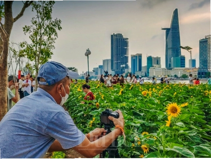Nhiếp ảnh gia ghi lại vẻ đẹp của đóa hướng dương tại công viên