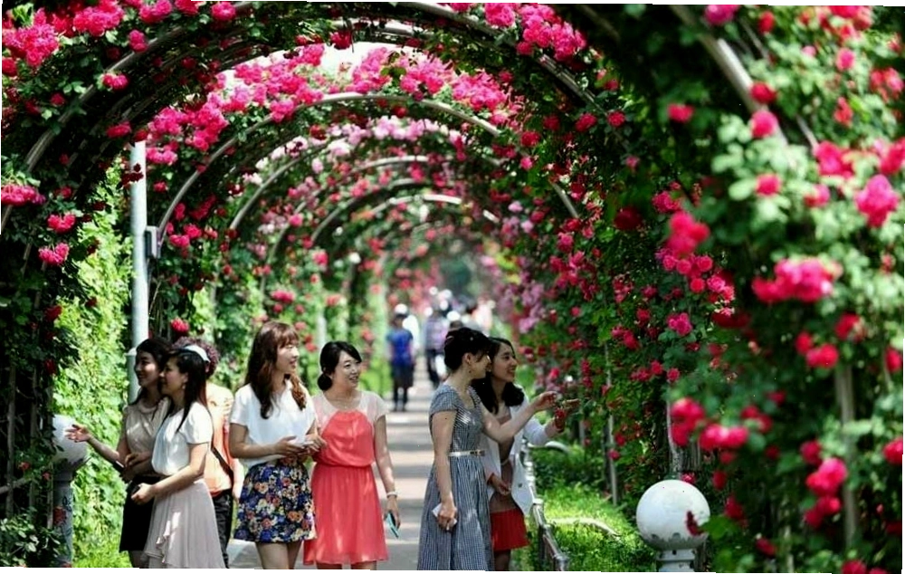 Nhiều bạn trẻ thích thú chụp ảnh tại mê cung hoa hồng