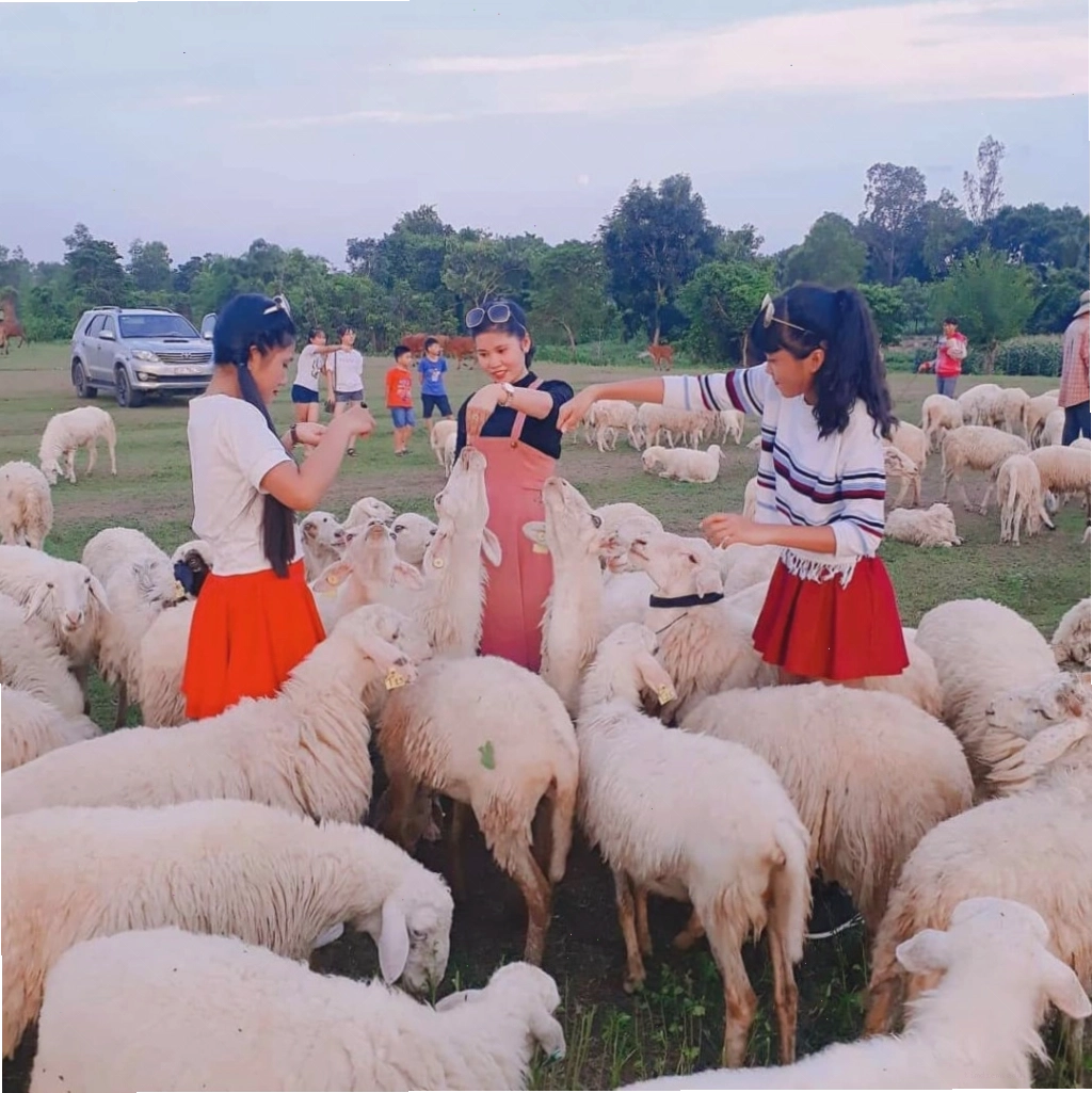 Nhiều giống cừu khác nhau cùng sinh sống tại Suối Nghệ