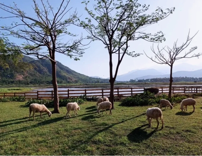 Những chú cừu đang gặm cỏ tại đồng cừu Suối Tiên vào buổi chiều tà