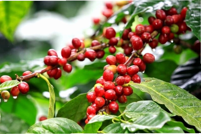 Những hạt cà phê Buôn Ma Thuột được chăm sóc tỉ mỉ, tạo nên hương vị đặc trưng khó quên