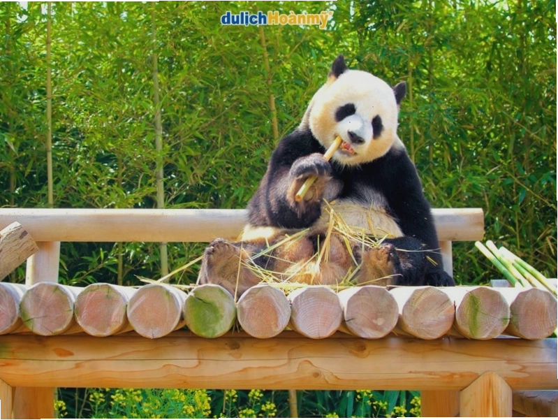 Panda World tại khu Zootopia