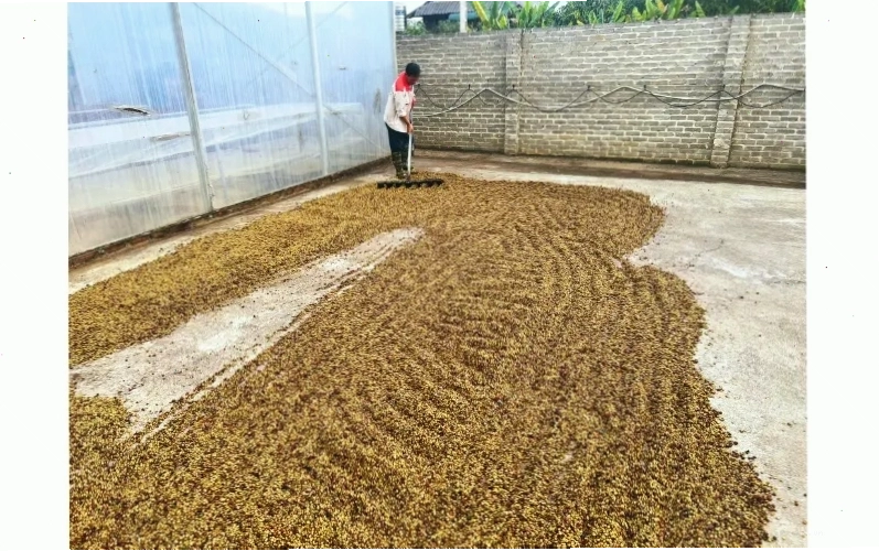 Quy trình chế biến ướt cà phê tạo ra hương vị tinh tế