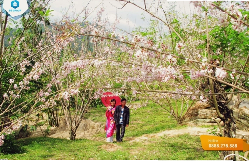 Rừng hoa anh đào rộ sắc tại Waterland Thạch Lâm