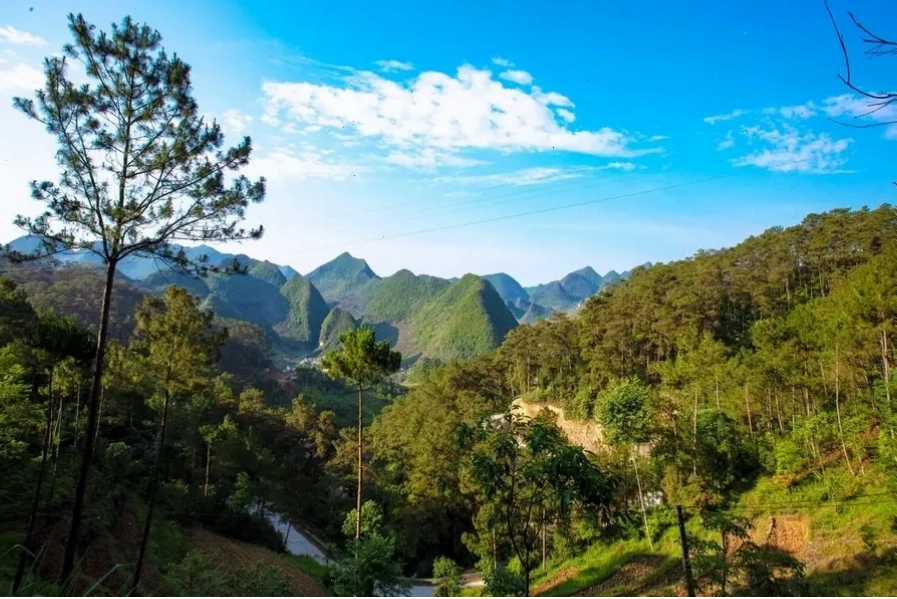 Rừng thông Yên Minh, địa điểm du lịch Hà Giang hấp dẫn và hút khách