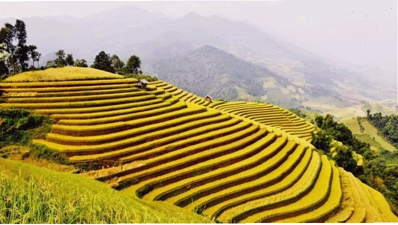 Ruộng bậc thang Hoàng Su Phì mùa lúa chín