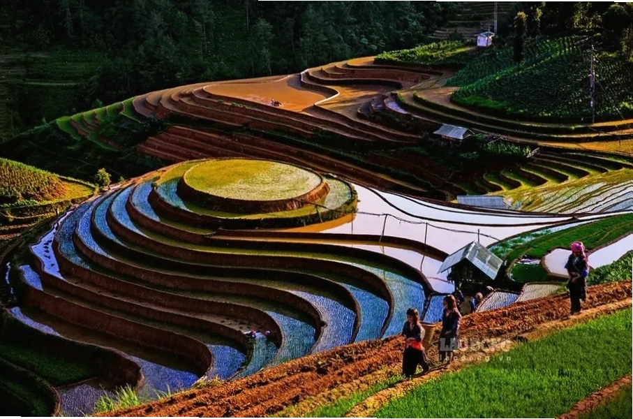 Ruộng bậc thang Mù Cang Chải mùa lúa chín