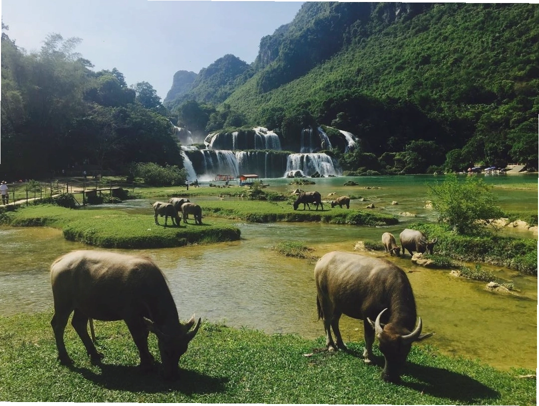 Ruộng bậc thang Mù Cang Chải mùa lúa chín vàng rực