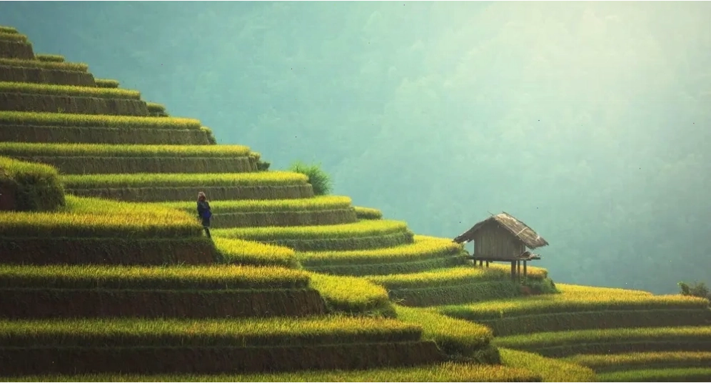 Ruộng bậc thang Mù Cang Chải mùa lúa chín vàng rực, điểm du lịch Tây Bắc thơ mộng