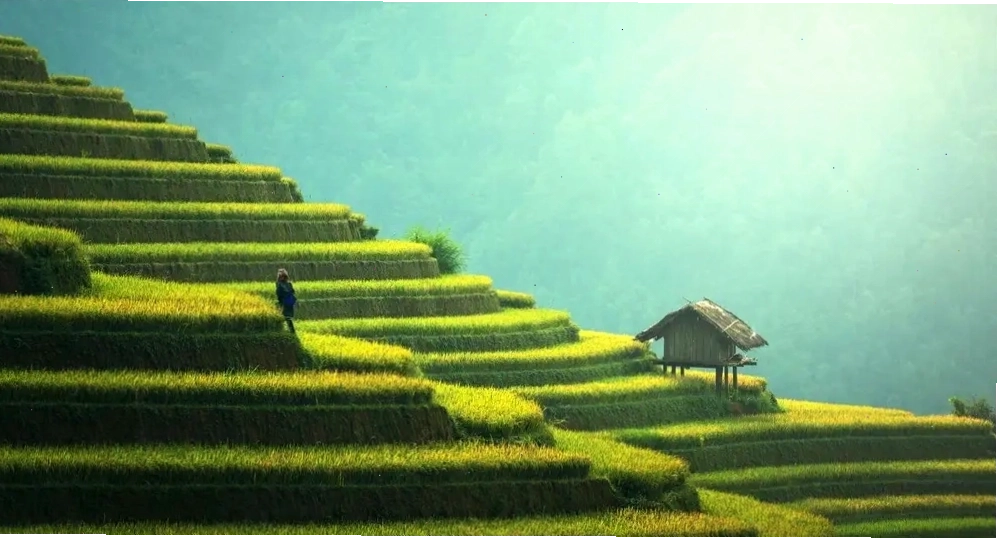 Ruộng bậc thang Mù Cang Chải mùa lúa chín