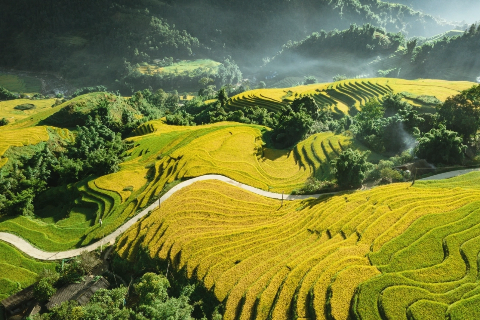 Ruộng bậc thang mùa lúa chín tại Sapa