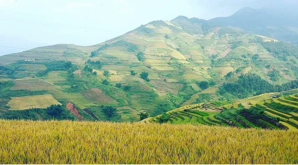Ruộng bậc thang tại Bản Lao Chải Sapa