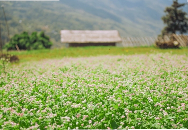 Sắc màu rực rỡ của thiên nhiên Suối Thầu vào mùa xuân
