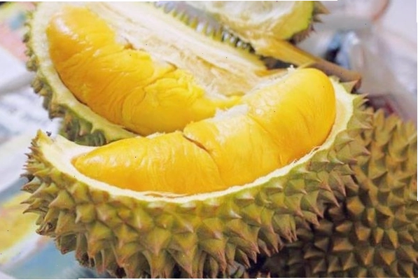 Sầu riêng Cái Mơn nổi tiếng