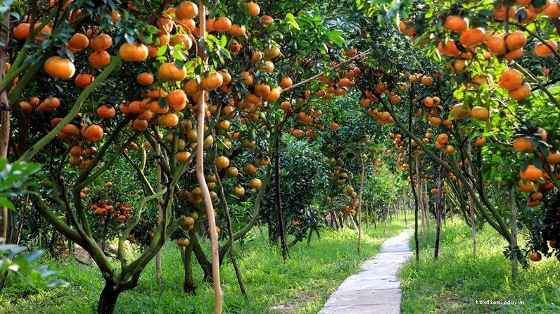 Sếu đầu đỏ quý hiếm tại Vườn Quốc Gia Tràm Chim