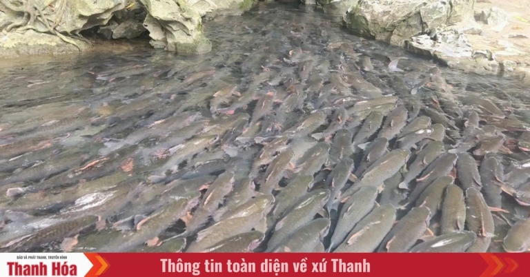 Suối Cá Thần Cẩm Lương Thanh Hóa: Điểm Đến Huyền Bí Giữa Lòng Đại Ngàn