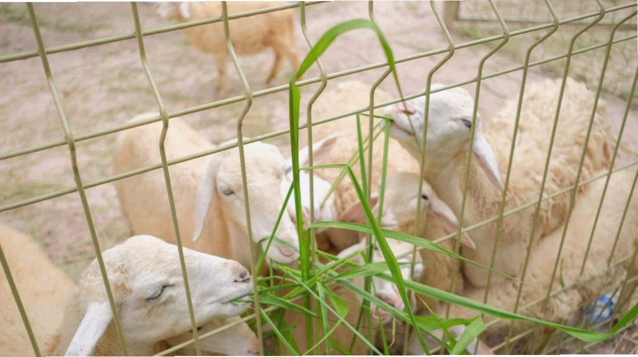 Tham quan các loài động vật tại Mini Zoo của Suối nước nóng Bình Châu