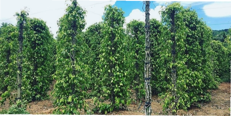 Tham quan vườn tiêu Phú Quốc trứ danh