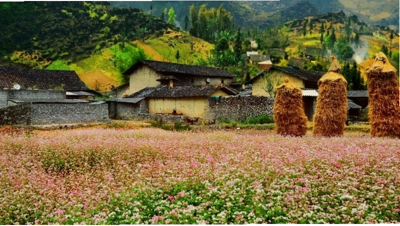 Thung lũng Sủng Là mộng mơ với hoa tam giác mạch
