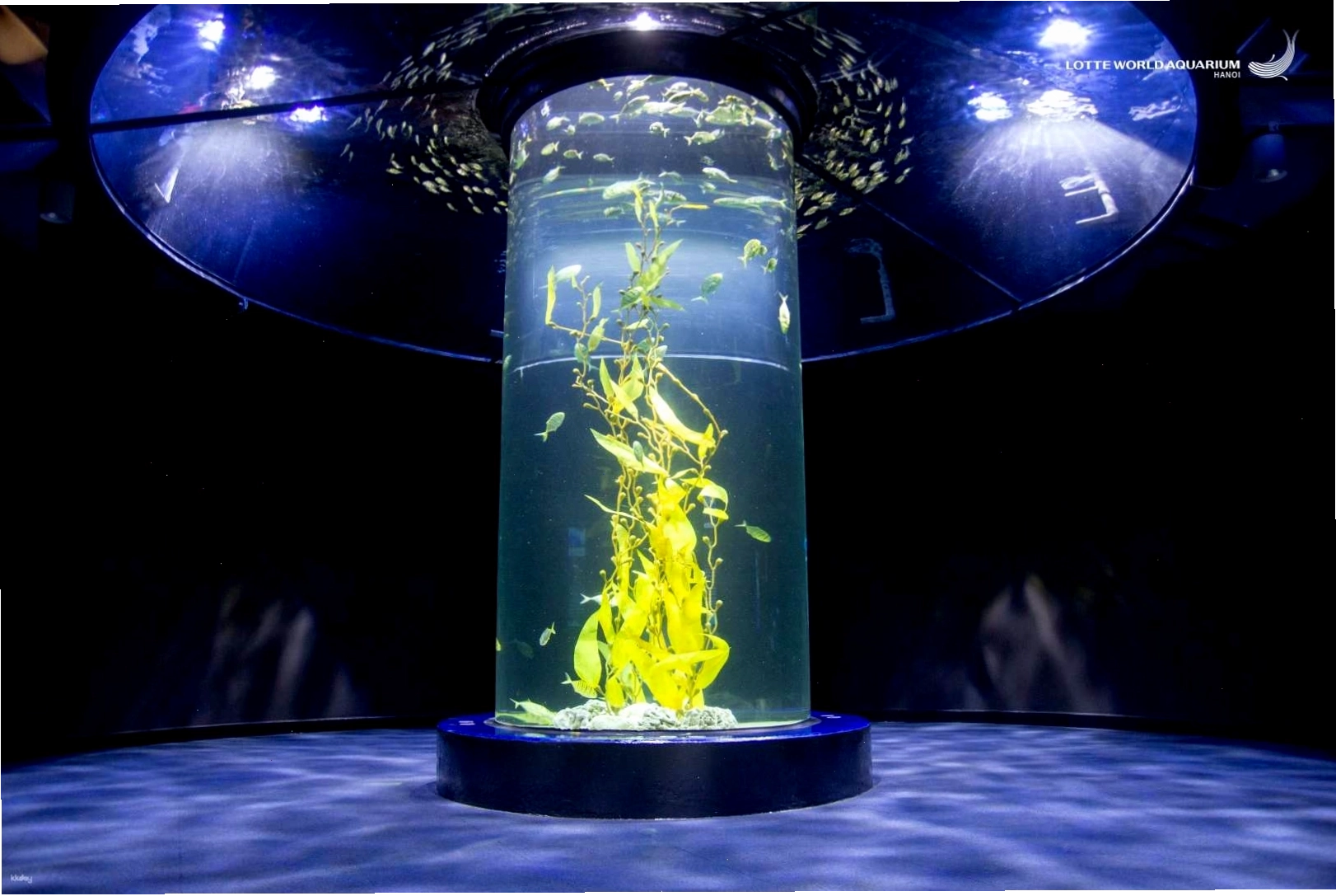 Thủy cung Lotte World Aquarium với các loài sinh vật biển phong phú