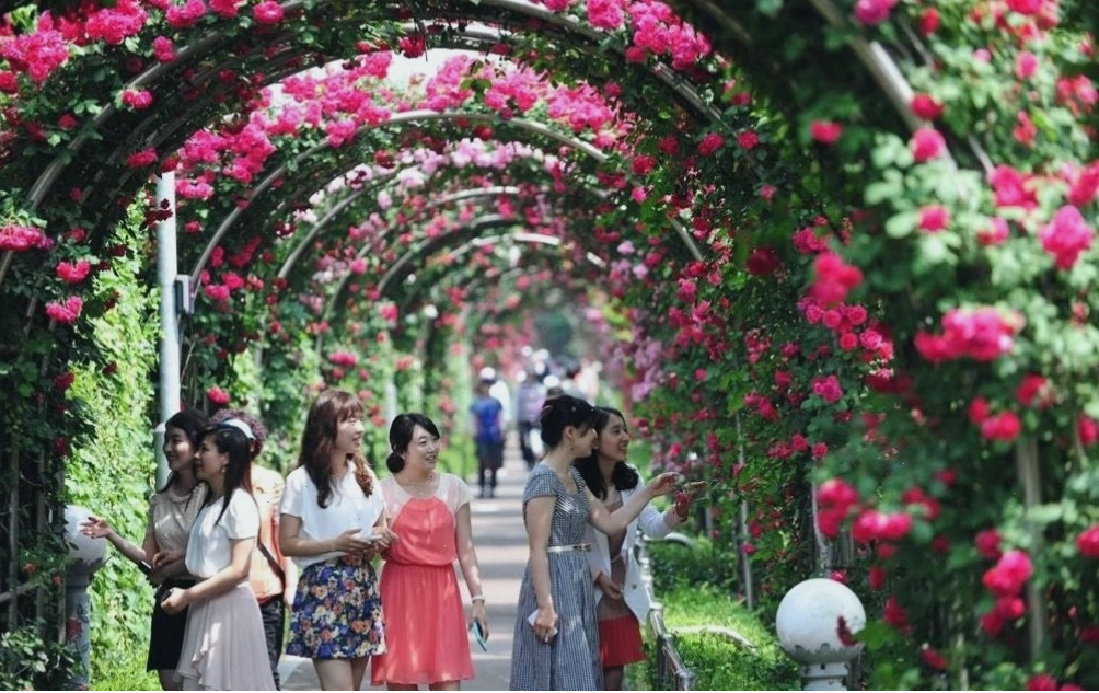 Toàn cảnh công viên hoa hồng Rose Park với những lối đi được bao quanh bởi hoa