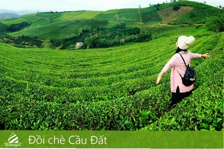 Toàn cảnh Đồi chè Cầu Đất xanh mướt