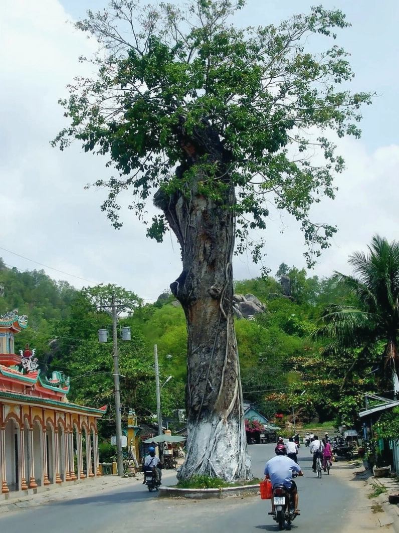 Toàn cảnh vùng Bảy Núi An Giang