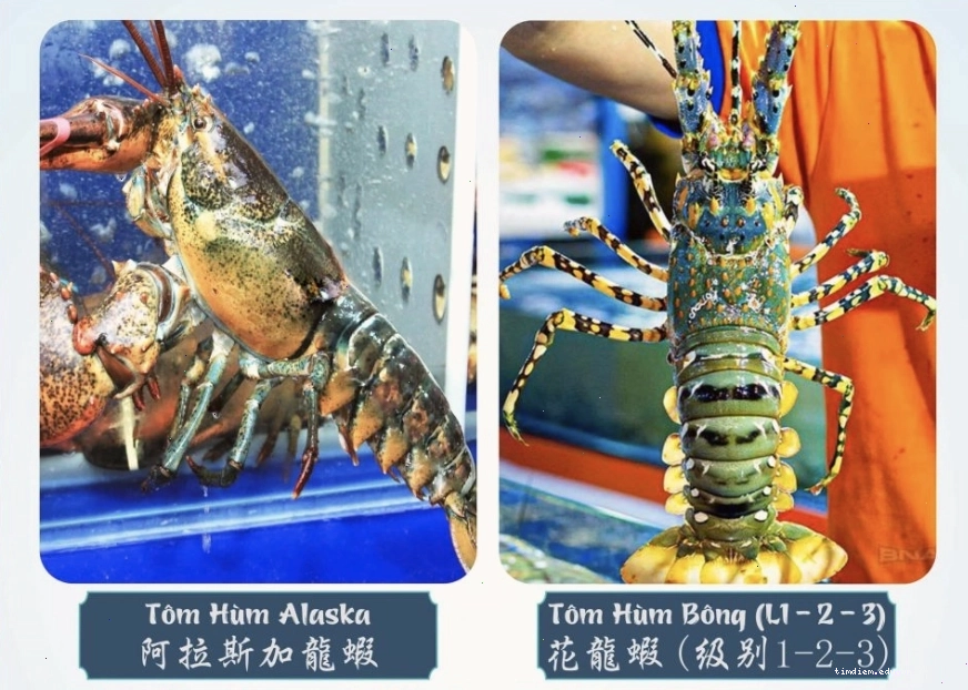 Tôm hùm tươi ngon được chế biến tại Nhà hàng Biển Dương 6