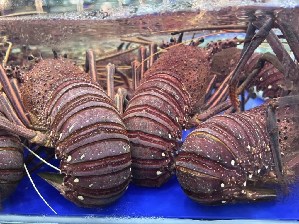 Tôm hùm tươi ngon tại nhà hàng Làng Cá