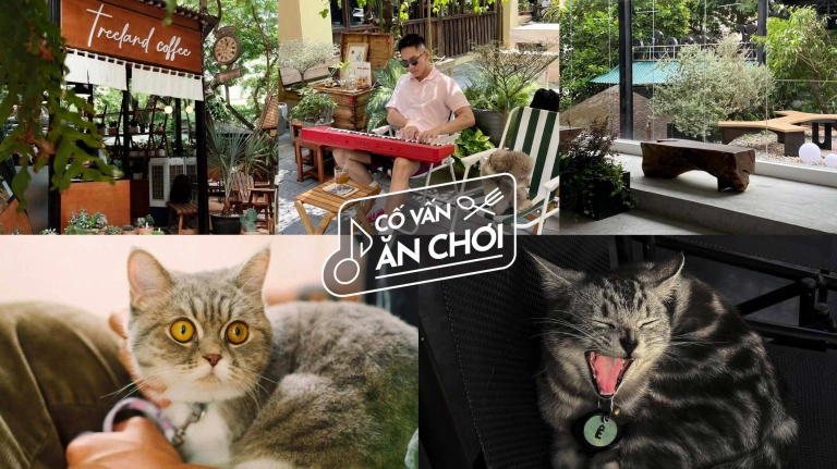 Top 10 Quán Cafe Chó Mèo Hà Nội Nổi Tiếng Nhất Năm 2026