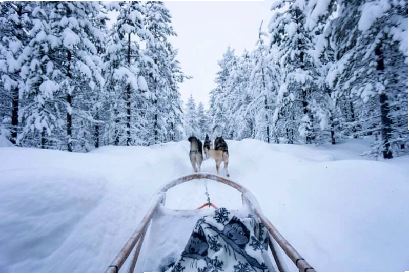 Trải nghiệm Husky Safaris tại Lapland