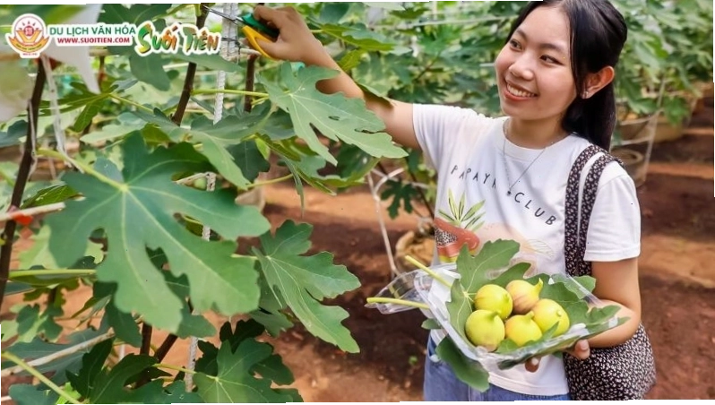 Trải nghiệm nông trại tại Suối Tiên Farm