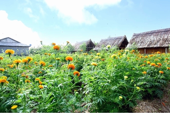 Vàm Hồ Homestay kết hợp du lịch sinh thái