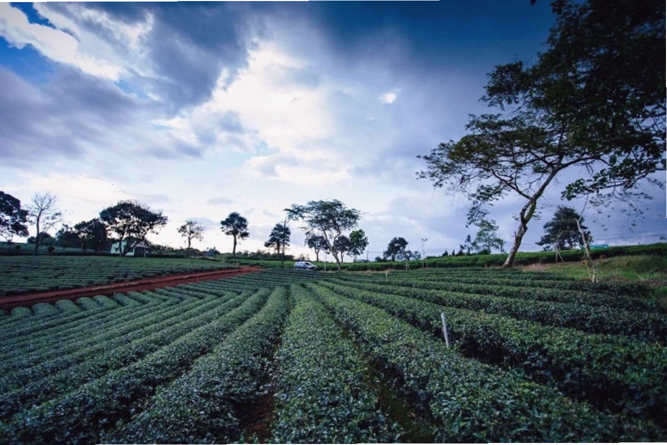 Vẻ đẹp bát ngát của vườn chè cổ thụ tại Suối Giàng