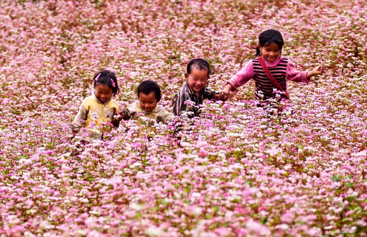 Vẻ đẹp của cao nguyên đá Đồng Văn vào mùa hoa