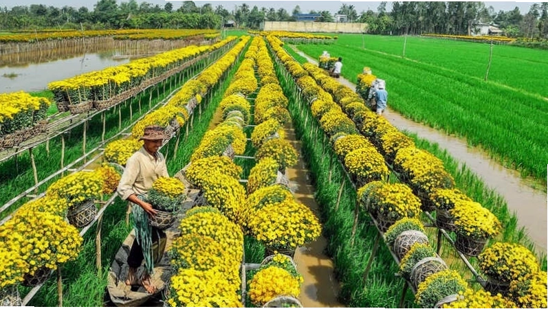 Vẻ đẹp rực rỡ của các loài hoa tại làng hoa Sa Đéc