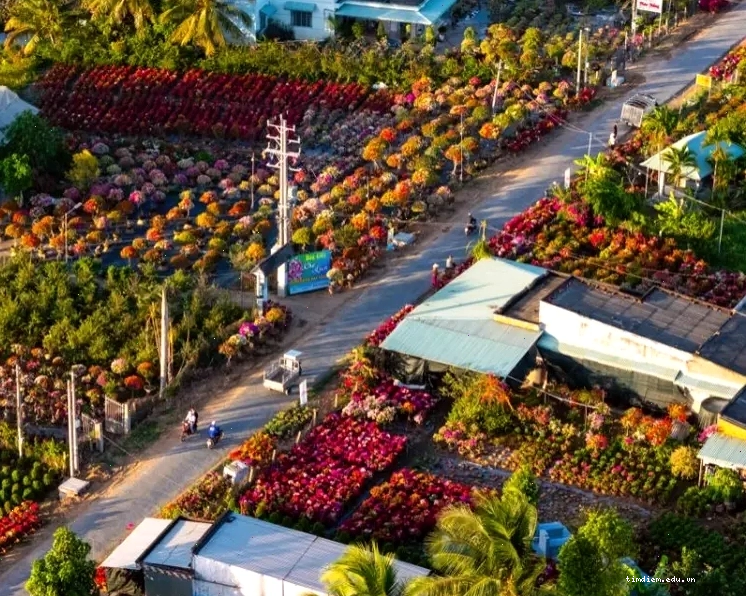 Vẻ đẹp thanh bình của làng hoa Chợ Lách Bến Tre