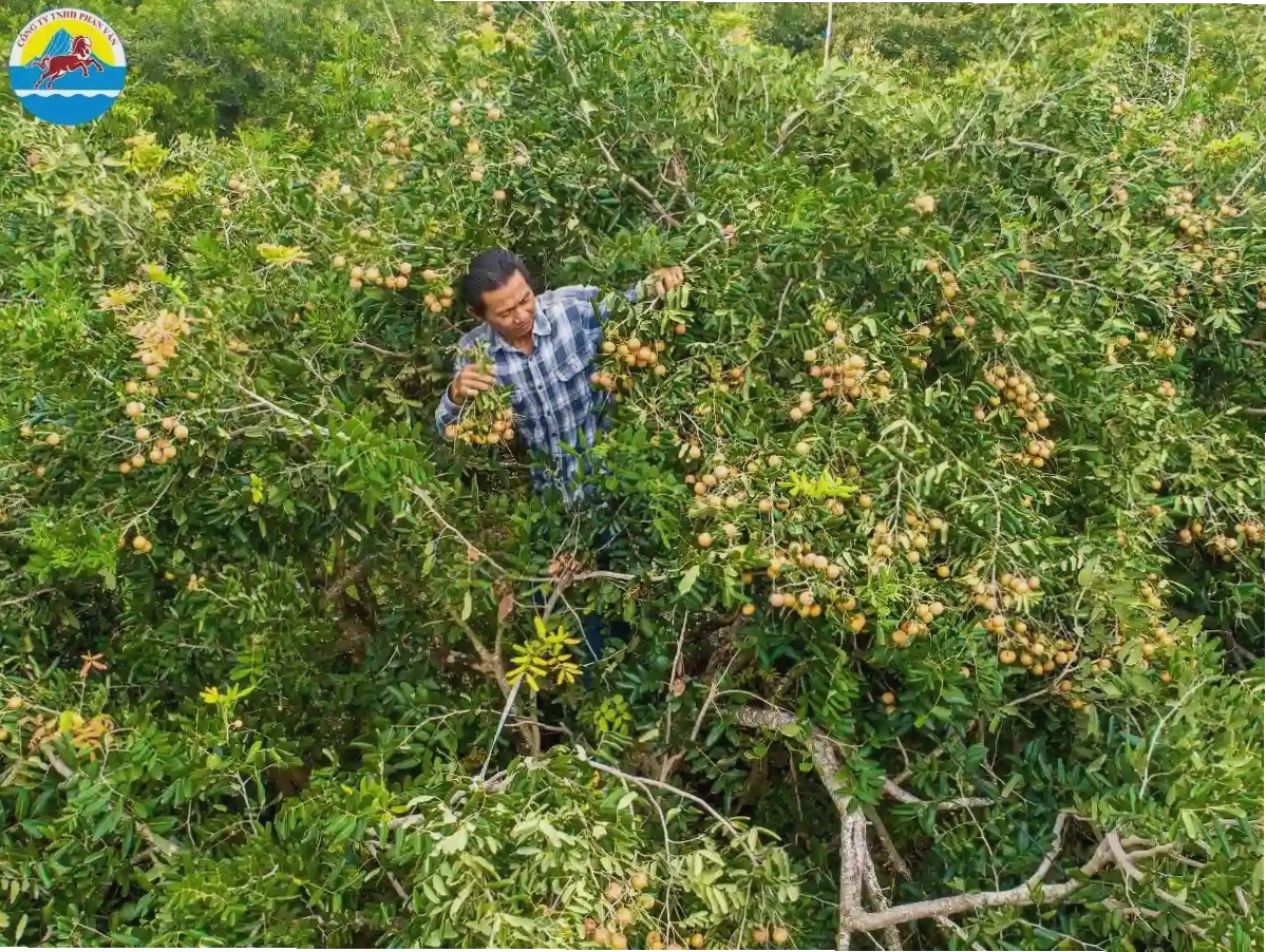 Vẻ đẹp xanh mát của vườn nhãn cổ Bạc Liêu