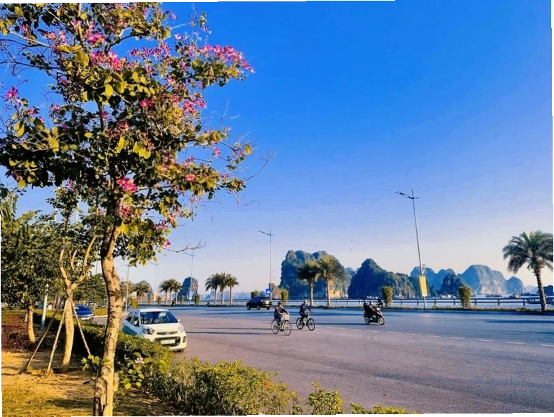 Vị trí công viên hoa Hạ Long