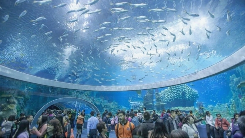 Viện Hải Dương học Nha Trang - nơi khám phá thế giới đại dương