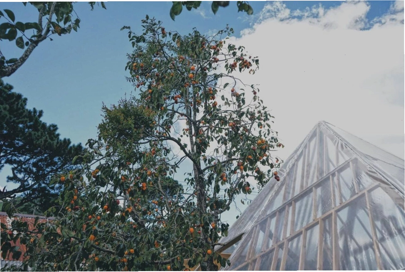 View nhìn từ Tiệm cà phê Túi Mơ To xuống thung lũng