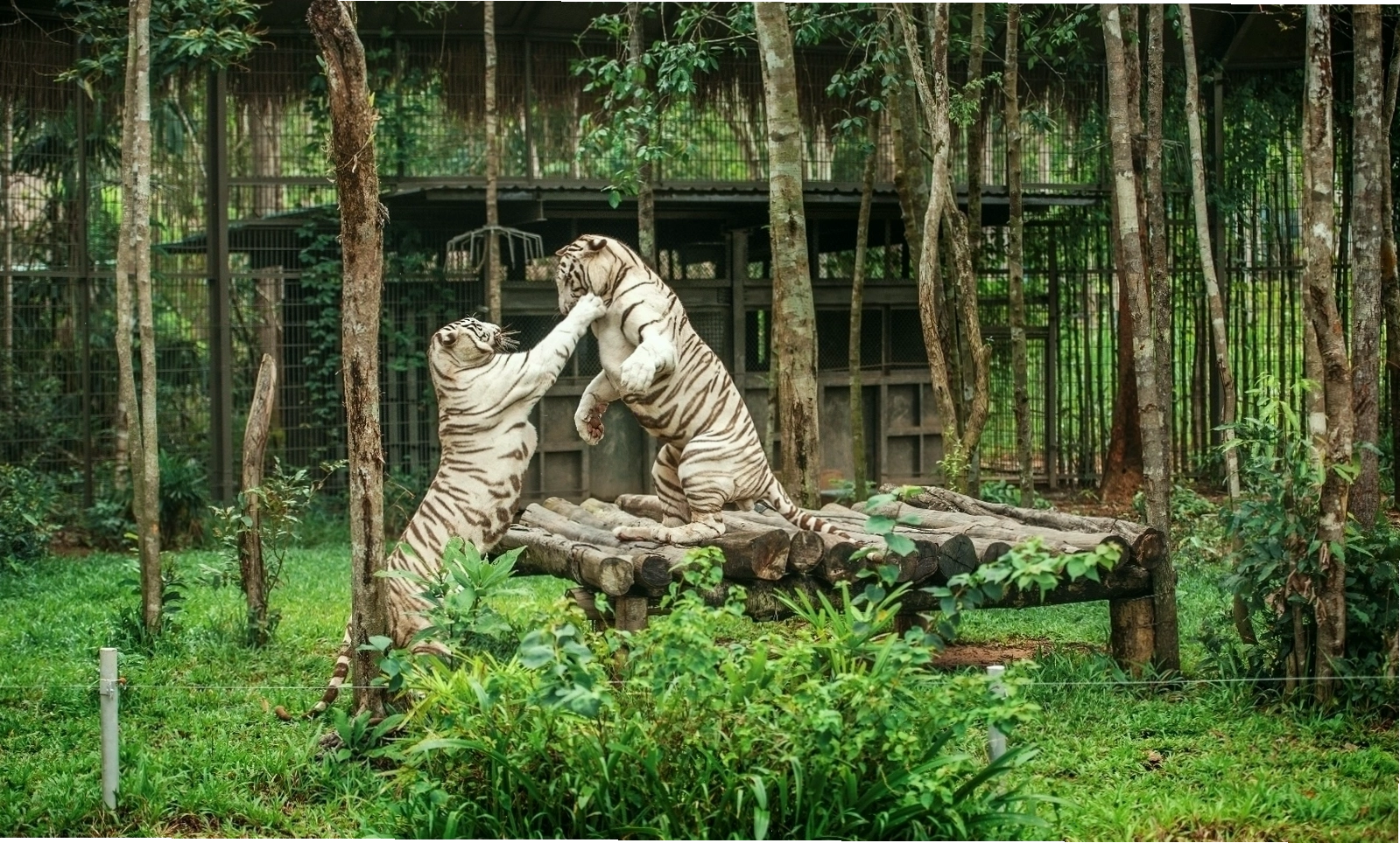 Vinpearl Safari Phú Quốc với nhiều loài động vật hoang dã quý hiếm
