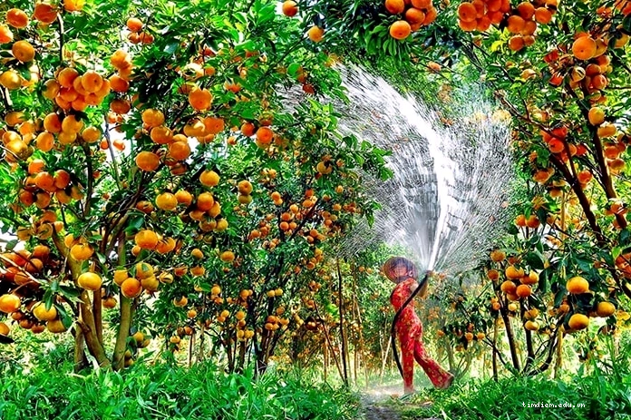 Vườn cam trĩu quả tại Miệt vườn Cái Mơn